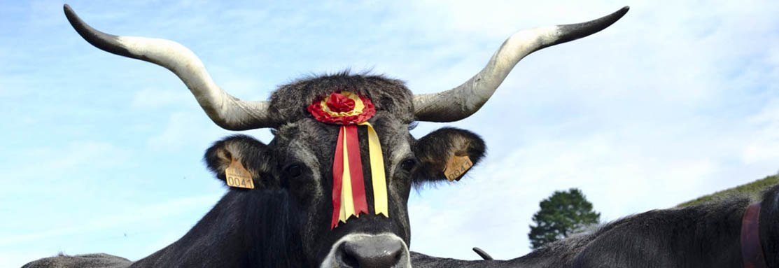 vaca tudanca